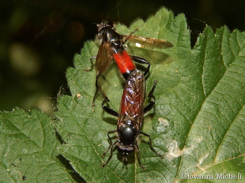 Syrphidae:  Brachypalpoides lentus
